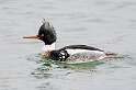 101: Duck - Red-breasted Merganser-6