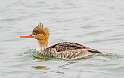 102: Duck - Red-breasted Merganser-7