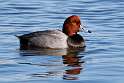 103: Duck - Redhead M3 male