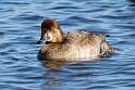 104: Duck - Redhead M4 female