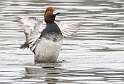 107: Duck - Redhead-4