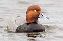 108: Duck - Redhead-5