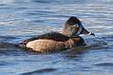 109: Duck - Ring-necked M2 female