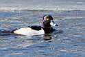 110: Duck - Ring-necked M4 male