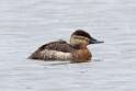111: Duck - Ruddy M1 female