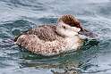 112: Duck - Ruddy M3 male
