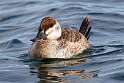 113: Duck - Ruddy M4 male