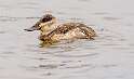 115: Duck - Ruddy-2