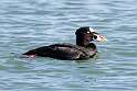 116: Duck - Surf Scoter M3 male