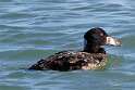 117: Duck - Surf Scoter M4 male jevenile