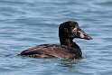 118: Duck - Surf Scoter M5 juvenile female