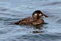 119: Duck - Surf Scoter M6  female