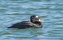 120: Duck - Surf Scoter-1