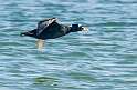 121: Duck - Surf Scoter-2