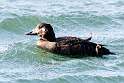 122: Duck - White-winged Scoter M1 female