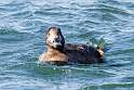 123: Duck - White-winged Scoter M2 female