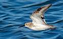 124: Dunlin -1