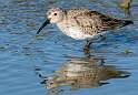 125: Dunlin -3