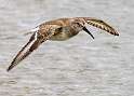 126: Dunlin -5