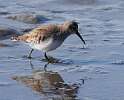 127: Dunlin M1