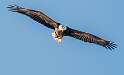 129: Eagle - Bald-2