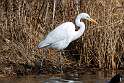 130: Egret - Great M1