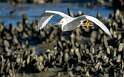 132: Egret - Snowy-1