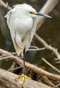 133: Egret - Snowy-2