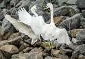 134: Egret - Snowy-3