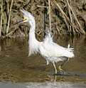 135: Egret - Snowy-4