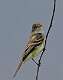 120: Flycatcher - Willow M1