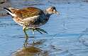 139: Gallinule - Common-1