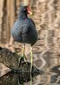 140: Gallinule - Common-2