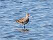 124: Godwit - Hudsonian M2