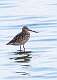 125: Godwit - Marbled M1