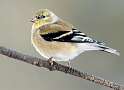 142: Goldfinch - American-2