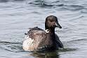 143: Goose - Brant M1