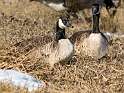 146: Goose - Canada-1