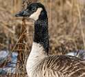 147: Goose - Canada-2