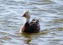 148: Goose - Snow M1 blue morph