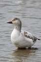 149: Goose - Snow M4 juvenile