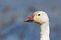 150: Goose - Snow M5