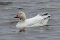 151: Goose - Snow M7