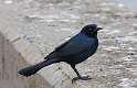 152: Grackle - Boat-tailed M1