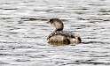 154: Grebe – Pied-billed-1