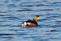 153: Grebe - Pied-billed M1
