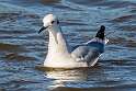155: Gull - Bonapartes-1