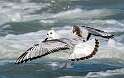 156: Gull - Bonapartes-2