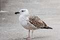 234: Gull - Great Black-backed M2 1st Winter