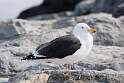 157: Gull - Great Black-backed M3